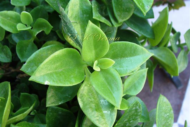  Leaves